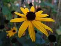 Blumen4.webp