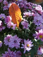 Herbst1.webp