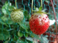 Erdbeeren.webp