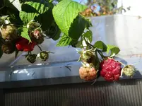 Herbsthimbeeren.webp