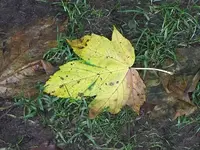 160.webp