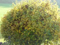 SAM_2366.webp
