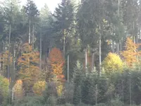 SAM_2368.webp