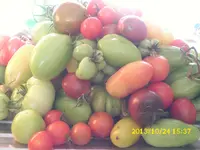 Tomaten 031.webp