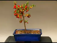 Cotonaster.webp