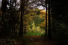 waldlichtung 24.10.webp