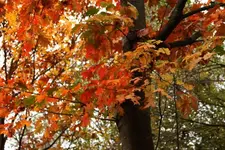 herbstbaum.webp