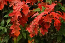 Laub wald.webp