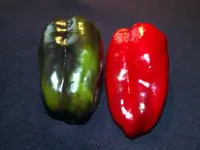 schwarze-paprika-cherny-kon.webp