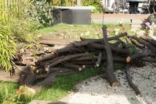 Kirschlorbeerstaemme.webp