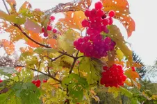 2013_1022Herbst0038 beeren.webp