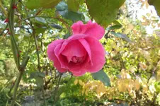 2013_1022Herbst0065.webp