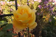 2013_1022Herbst0086.webp