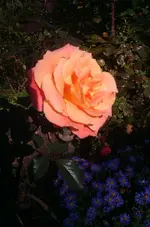 IMAG1445.webp