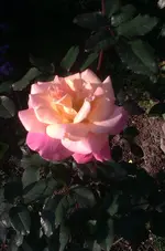 IMG-20131024-WA0010.webp