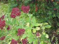 SAM_2378.webp