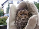 Igel.jpg