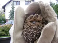 Igel.webp