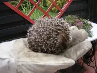 Igel2.webp