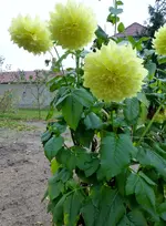 P1000834.webp