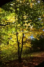DSC_0533.webp