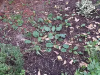 131024 eine der Pflanzreserven.webp