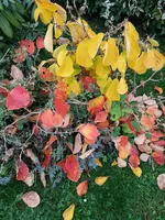 131024 Abschied Hamamelis.webp
