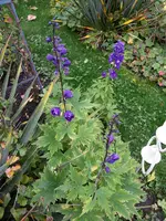 131024 Abschied Rittersporn.webp