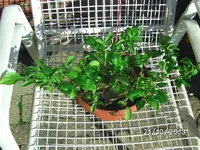 BILD4207.webp