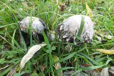 2013_1022Herbst0060.webp