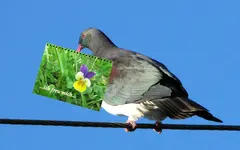 Copy of ich freu mich....webp