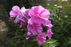 2013_1026Herbst0006.webp