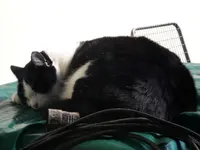 kabelkatze.webp