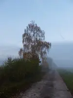 Nebel  (1) (Kopie).webp