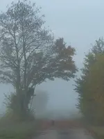 Nebel  (9) (Kopie).webp