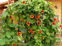 Thunbergia (2).webp