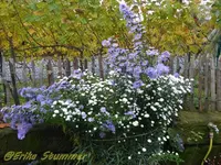 weiße&blaue Aster.webp