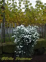Herbstaster weiß.webp