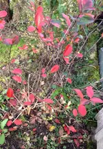 aronia.webp