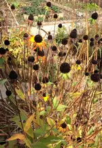 echinacea1.webp