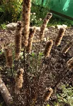 herbst.webp