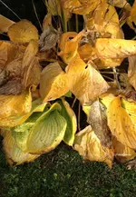 hosta.webp