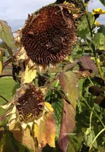 sonnenblumen.webp
