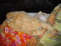 IMGP0483.webp
