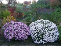 481.webp