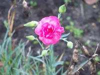 607.webp