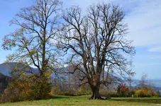 DSC_0525.webp