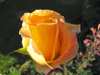 orient express 27. oktober.webp
