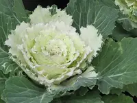 008.webp