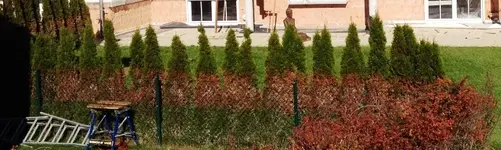 Thujen.webp